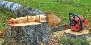 Tree and Shrub Care in Junction, TX