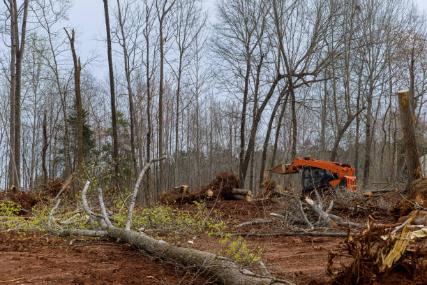 Best Emergency Tree Removal  in Junction, TX