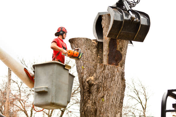 Best Tree Mulching  in Junction, TX
